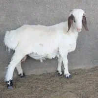 بره نر درجه1