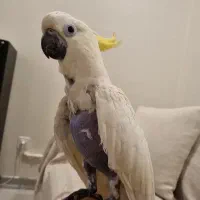 همخونه کاکادو