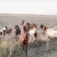 یک جفت نر بز خیلی عالی معاوضه با گوسفند هم داریم|حیوانات مزرعه|گنبد کاووس, |دیوار