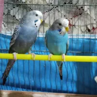 یک‌جفت‌مرغ‌عشق‌باتمام‌وسایل