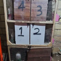 ۲ عدد قفس جفتگاه