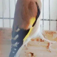 سهره دهن لر