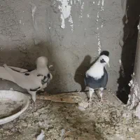 کفتر|پرنده|هشتگرد, قاسم آباد بزرگ|دیوار