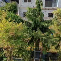 گل و گیاه بیرونی|گل و گیاه طبیعی|خرم‌آباد (تنکابن), |دیوار