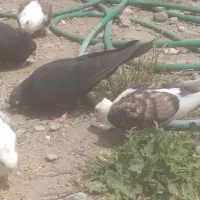 فروش دو عدد جوجه زاغ کلافه