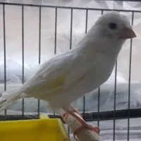 قناری ماده سفید