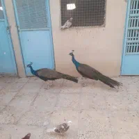 پرنده نر زینتی