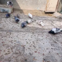 ۱۰تاصید|پرنده|مشهد, شهید قربانی|دیوار