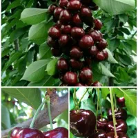 نهال گیلاس پربار مقاوم در سرما ، نهالستان در مشهد