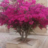 خدمات باغبانی|خدمات باغبانی و درختکاری|قم, پردیسان|دیوار