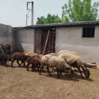 فروش چند راس گوسفند