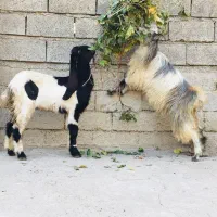 ۲راس بزغاله قیمت جفتی نر و ماده|حیوانات مزرعه|گنبد کاووس, |دیوار