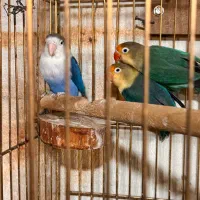 کوتوله برزیلی پاربلو|پرنده|پردیس, کمرد|دیوار