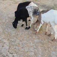 بره قوچ چینی قندوزی