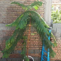 گل کاج مطبق حدود دو متر به بالا