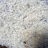 برنج فجر گرگان