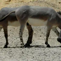 الاغ و کره الاغ