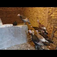 بوقلمون ومرغ