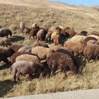 گوسفندا نر  درجه یک باب داشت|حیوانات مزرعه|بلبان آباد, |دیوار