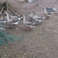 قو غاز وغاز محلی|حیوانات مزرعه|رشت, لاکان|دیوار