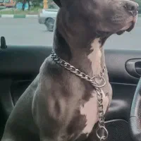 پیتبول ماده(بلو)۱۳|سگ|رشت, چمارسرا|دیوار