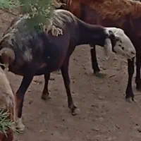 گوسفند گم شده