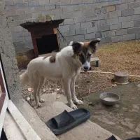 واگذاری سگ ژرمن میکس محلی