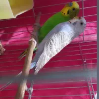 مرغ عشق کارداده