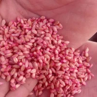 گندم آبی پیشگام