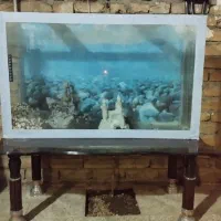 آکواریوم|ماهی|تربتحیدریه, داروپخش|دیوار