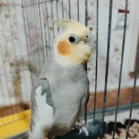 عروس سینامون