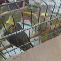 فروش جفت عروس هلندی|پرنده|تهران, تهرانسر شمالی|دیوار