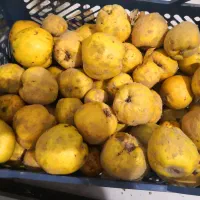 گویژ و به|اسباببازی|مریوان, |دیوار