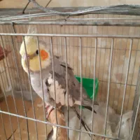 پرنده عروس هلندی