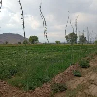 یونجه علف