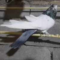 کفتر کله دمسبز فوق درشت نوک ریز|پرنده|ساوه, |دیوار