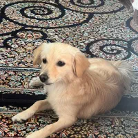 سگ ماده|سگ|شهرکرد, |دیوار