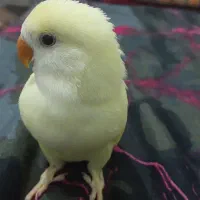 طوطی برزیلی گمشده