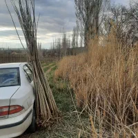 نهال صنوبر ترکیه قد از 2/5تا 3/5 متر