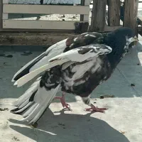 شهری گلدار|پرنده|شیراز, سعدیه جنوبی|دیوار