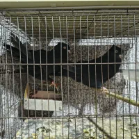 یک جفت کبوتر ذاغ