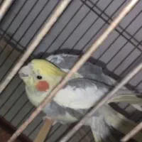 جفت عروس هلندی مولد با چهار تخم|پرنده|خرم‌آباد, |دیوار