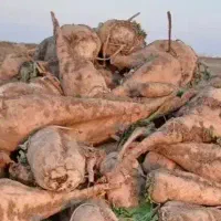 چغندرقند جوین