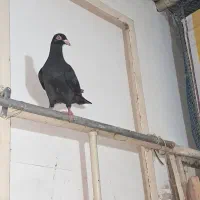 سرخ کاکلی بینظیر|پرنده|اقبالیه, |دیوار