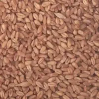 گندم بذرمال شده پیشگام وسالار
