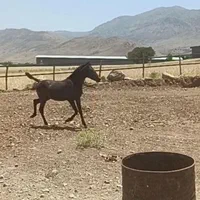 کره مادیان 10ماهه  نژاد کرد