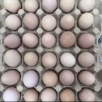 تخم مرغ گلپایگان