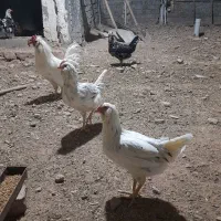 مرغ گلین جوان تازه شروع به تخم گذاری کردن|حیوانات مزرعه|شیراز, شریف‌آباد|دیوار