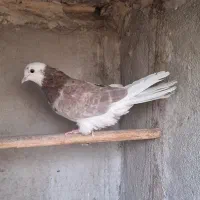 کبوتر|پرنده|تهران, کرمان|دیوار