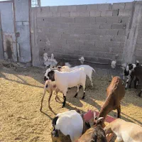 بز پازن میش|حیوانات مزرعه|پارسیان, |دیوار